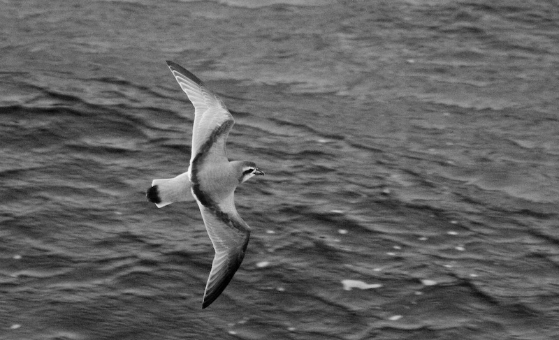 Antarctic Petrel In Flight